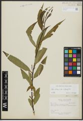 Foto von Salix alba L. x Salix fragilis L.